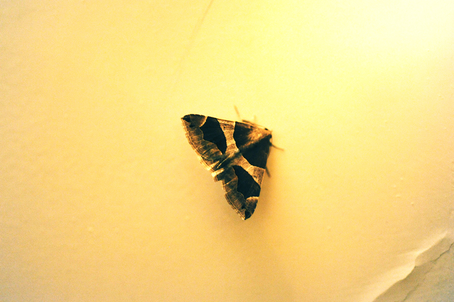 butterfly160